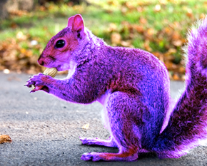 Purple Squirrel Hunting aka Job Postings Purple Squirrel Hunting aka Job Postings