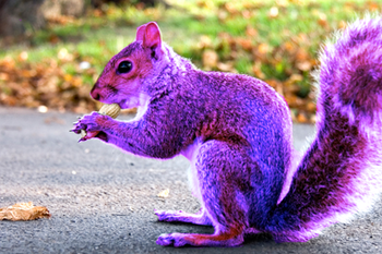 Purple Squirrel Hunting aka Job Postings